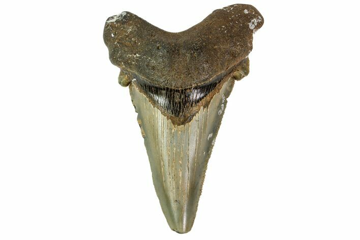 Bargain, Angustidens Tooth - Megalodon Ancestor #163299